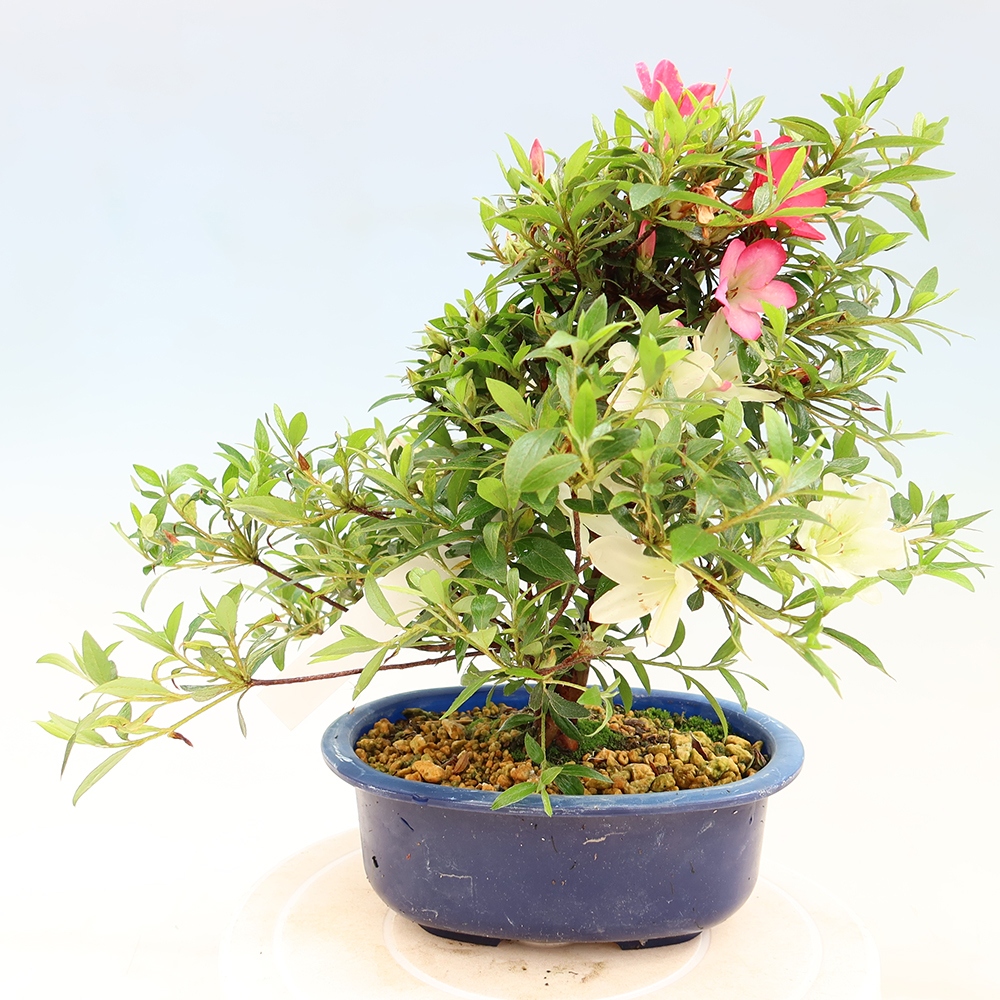 Bonsai für draußen - Japanische Azalee - Azalee Suigootome