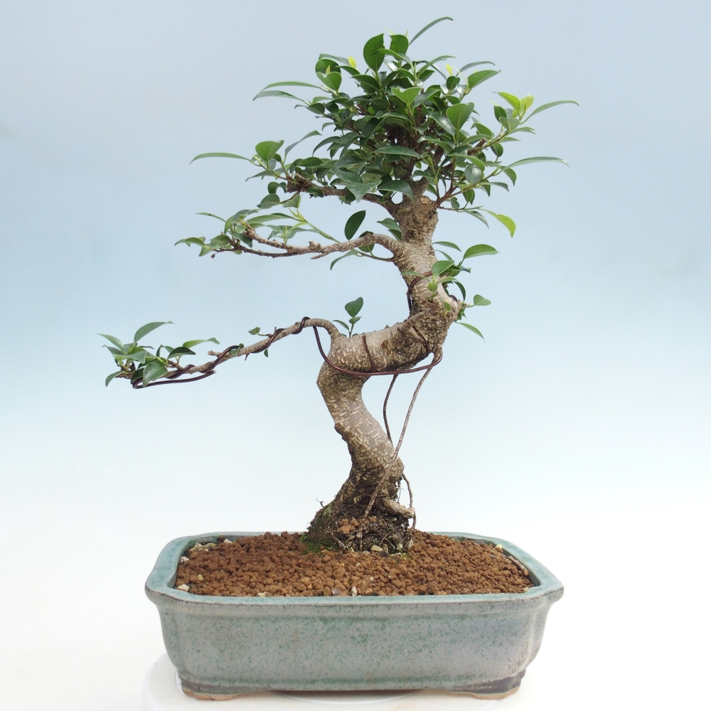 Zimmerbonsai - Ficus kimmen - Kleinblättriger Ficus