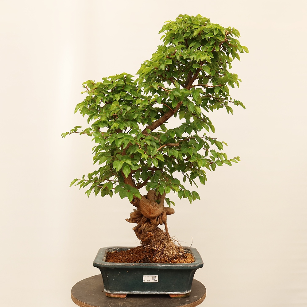 Bonsai für draußen - Karpinus Coreana - Koreanische Hainbuche