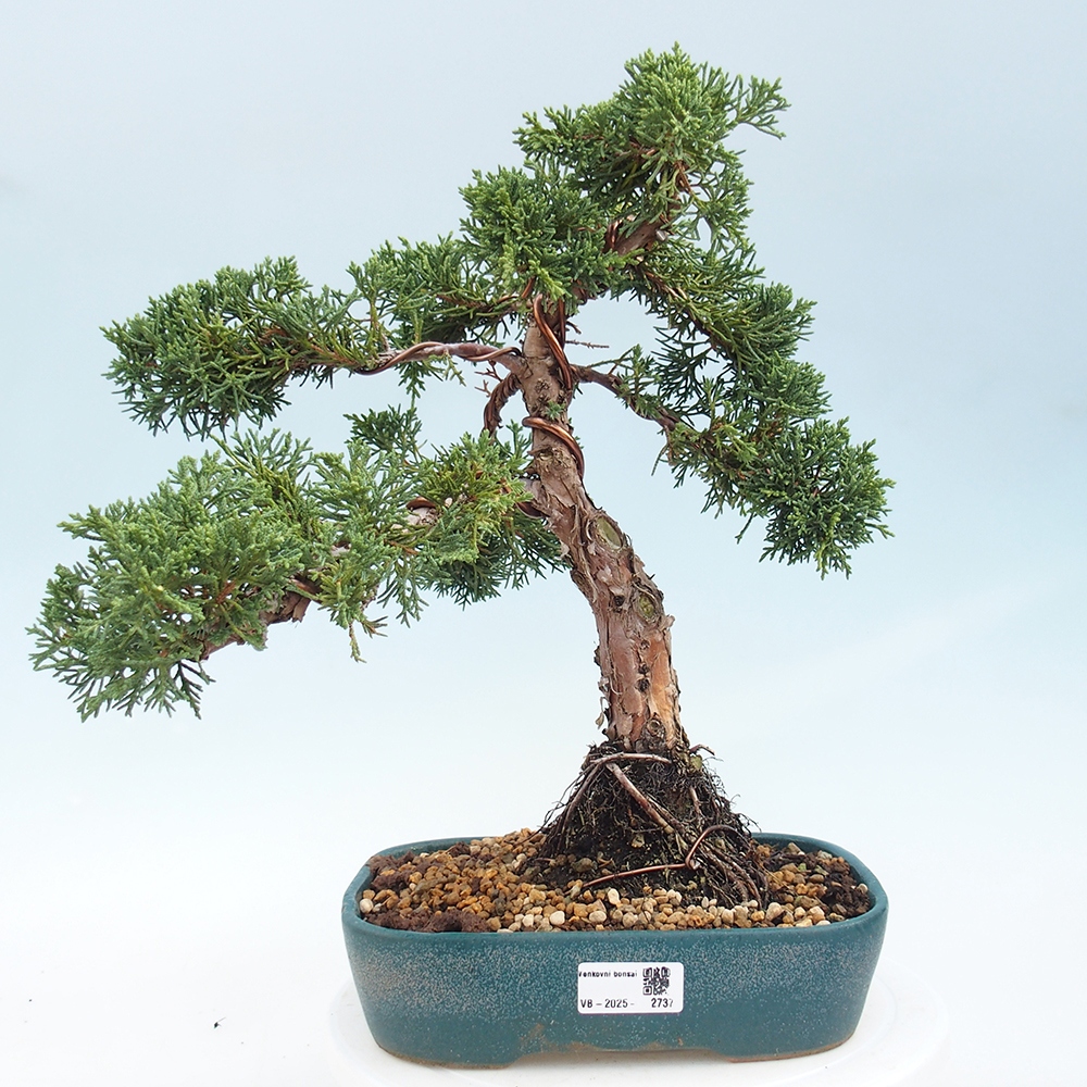 Bonsai für draußen - Juniperus chinensis Kishu