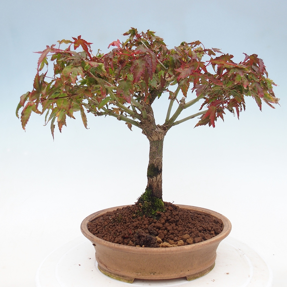Acer palmatum KIOHIME - Palmetto-Ahorn