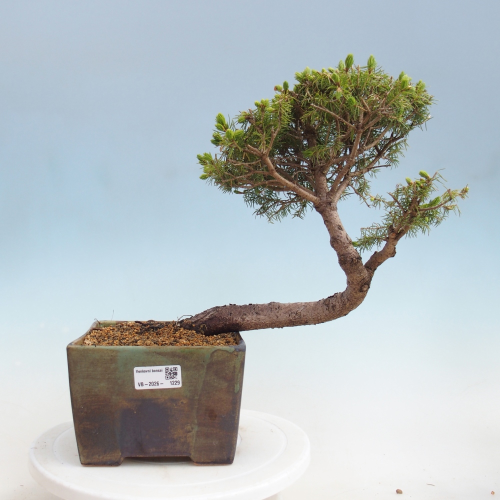 Bonsai für draußen - Fichte - Picea glauca globe