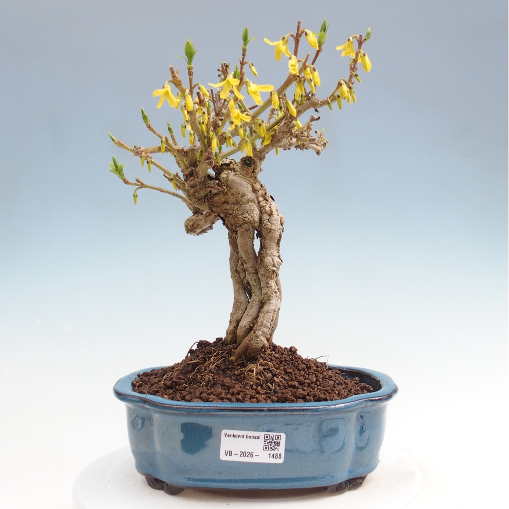Bonsai für draußen - Zlatice - Forsythia koreana
