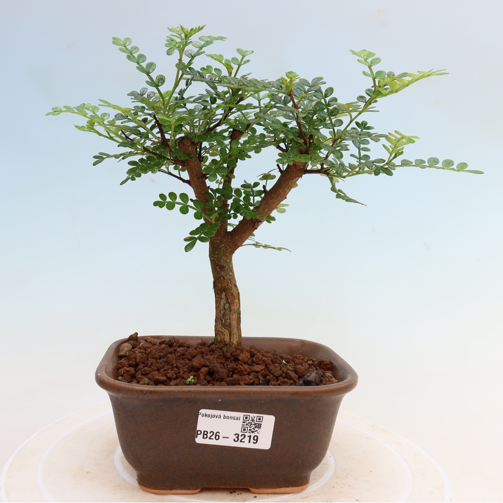 Zimmer Bonsai - Zantoxylum piperitum - Pfefferbaum