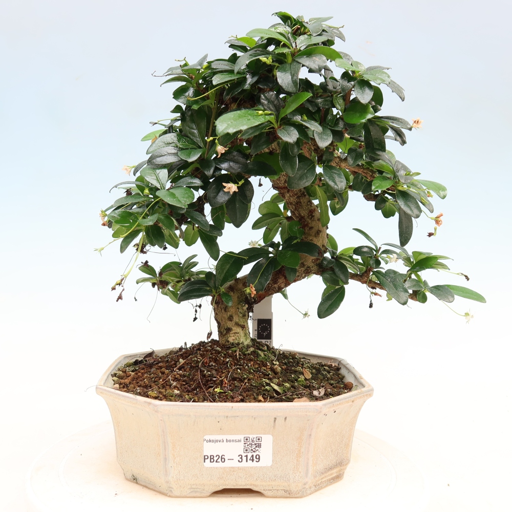 Zimmer-Bonsai - Carmona macrophylla - Tee-Fuki