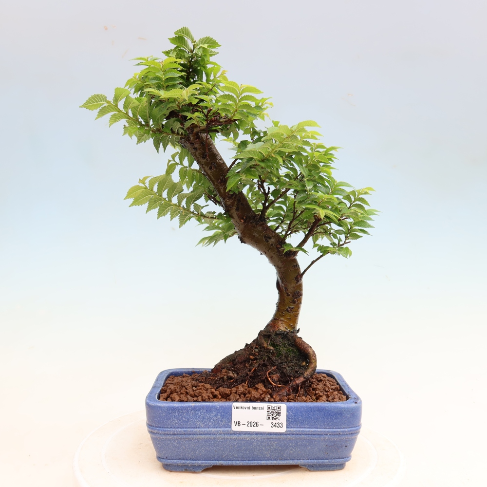 Bonsai für den Außenbereich – Ulmus Jacqueline Hillier – Pappelulme
