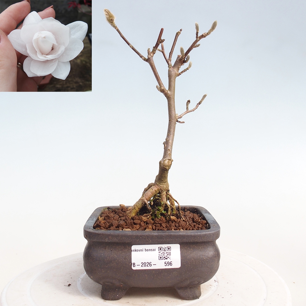 Bonsai für draußen - Magnolia stellata