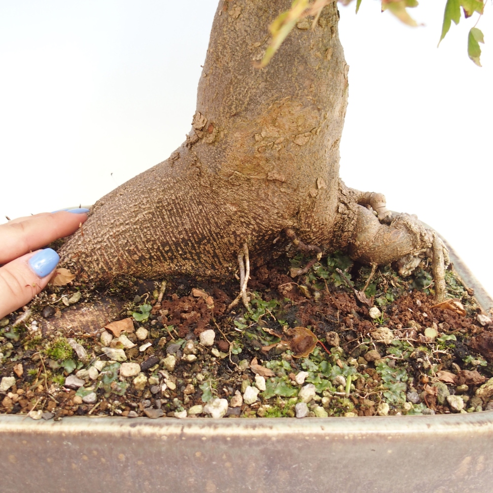 Bonsai für draußen - Acer Buergerianum - Bergahorn