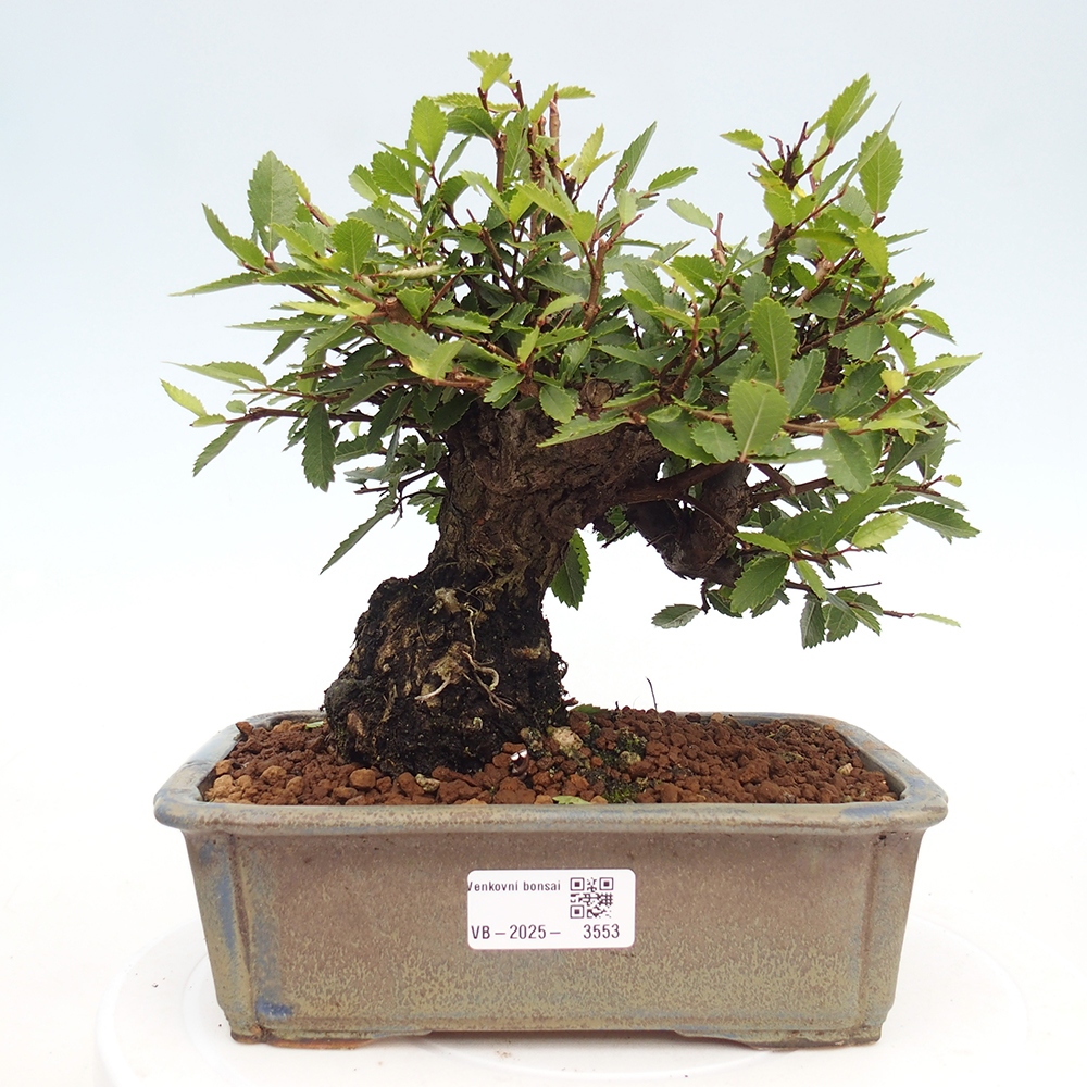 Bonsai für draußen - Zelkova - Zelkova NIRE