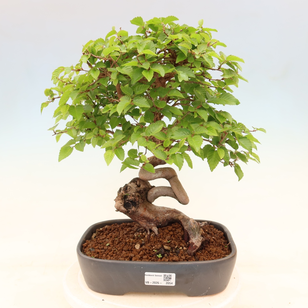 Bonsai für draußen - Karpinus Coreana - Koreanische Hainbuche