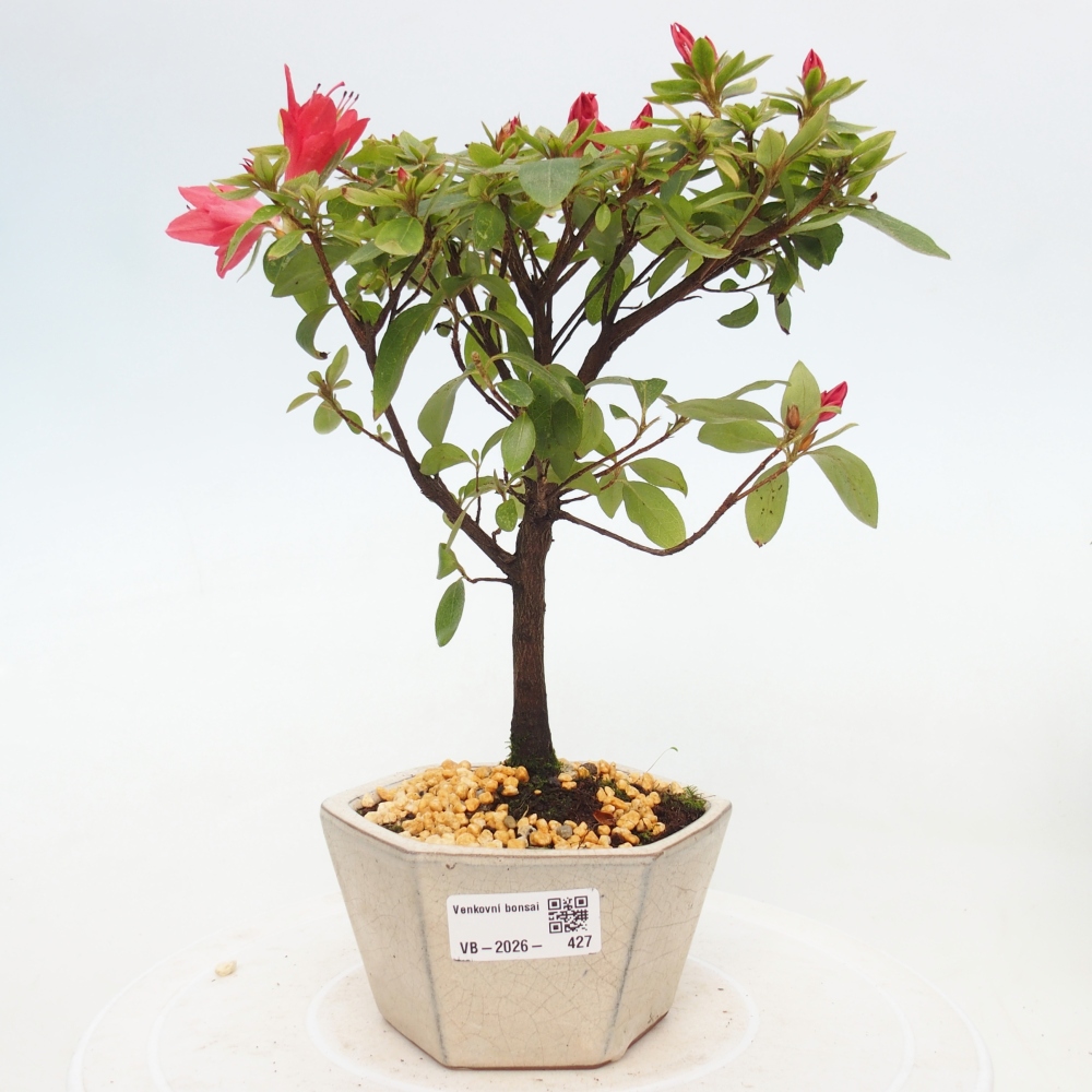 Bonsai für draußen - Japanische Azalee - Azalea sp.