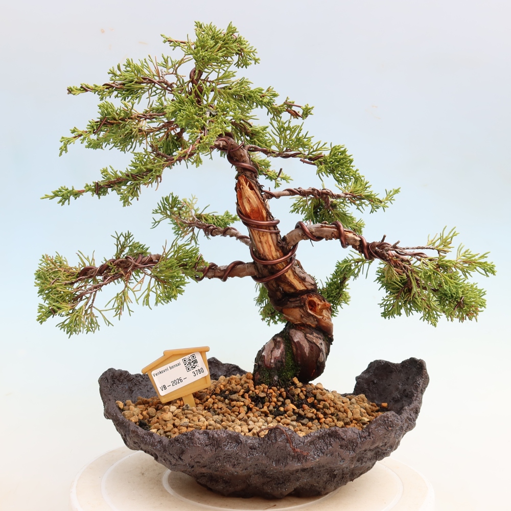 Bonsai für draußen - Juniperus chinensis Itoigawa-Juniperus chinensis