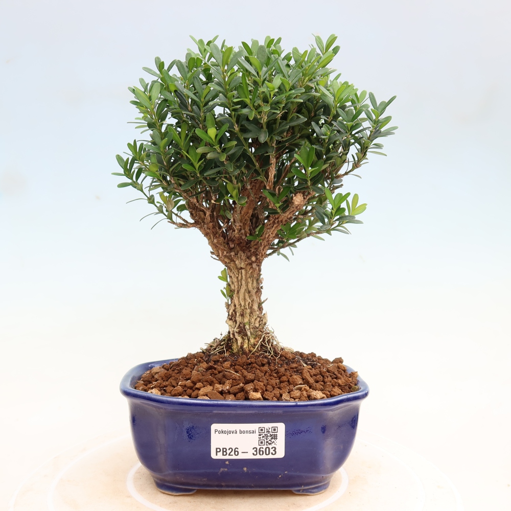 Zimmer Bonsai - Buxus harlandii - Korkbuxus