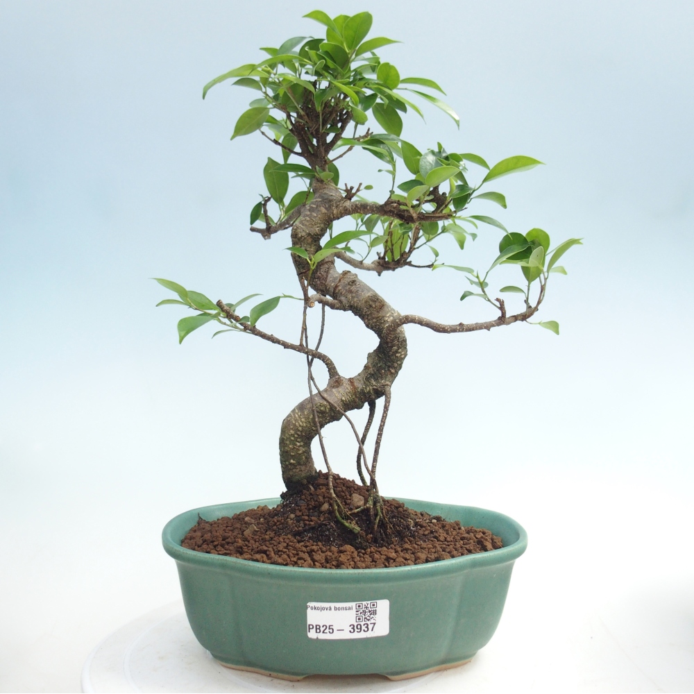 Zimmerbonsai - Ficus retusa - Kleinblättriger Ficus