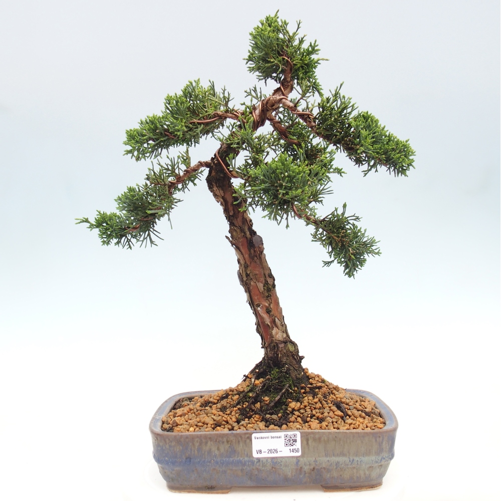 Bonsai für draußen - Juniperus chinensis Kishu