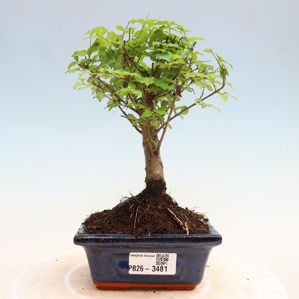 Zimmer Bonsai -Ligustrum chinensis - Vogelschnabel