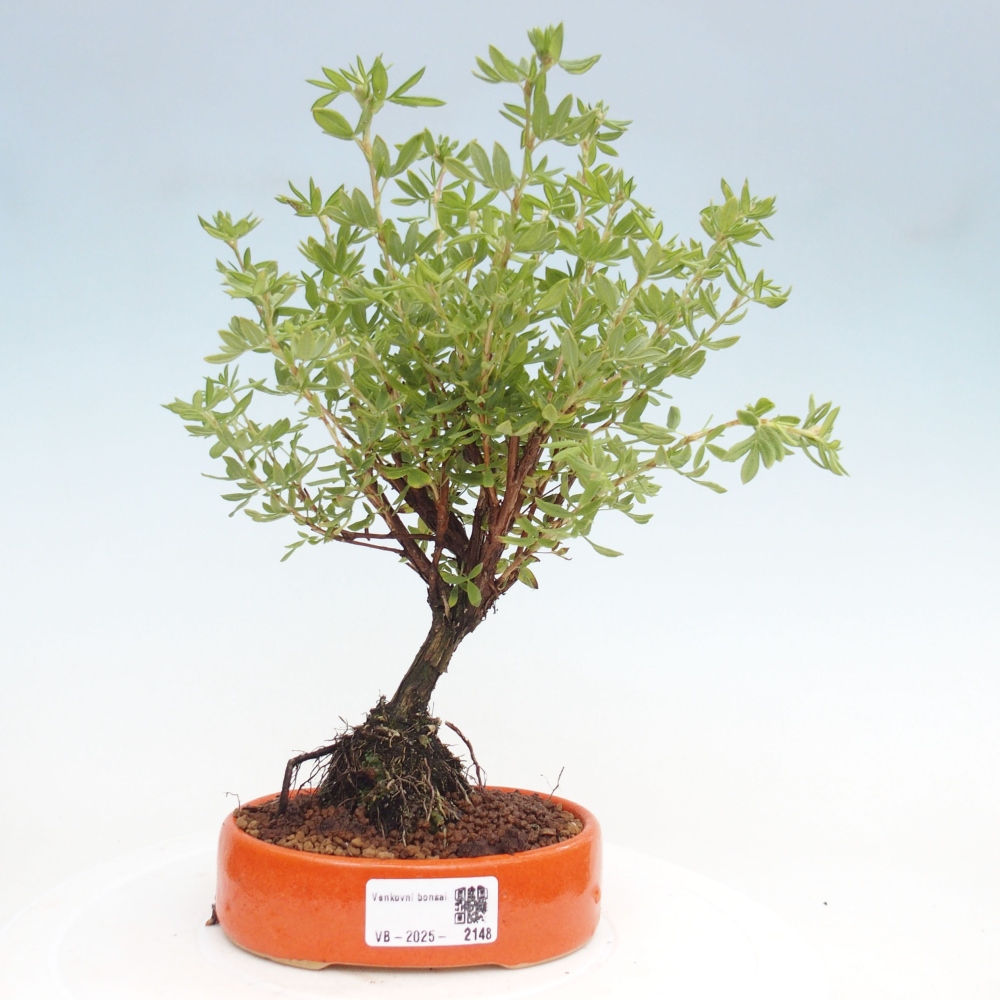 Bonsai für draußen - Potentila fruticosa gelber Vogel