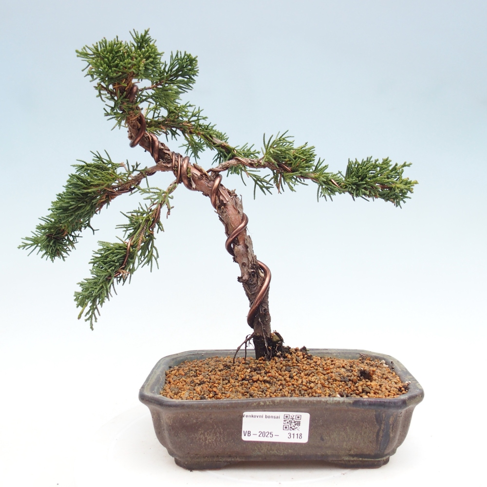 Bonsai für draußen - Juniperus chinensis Kishu