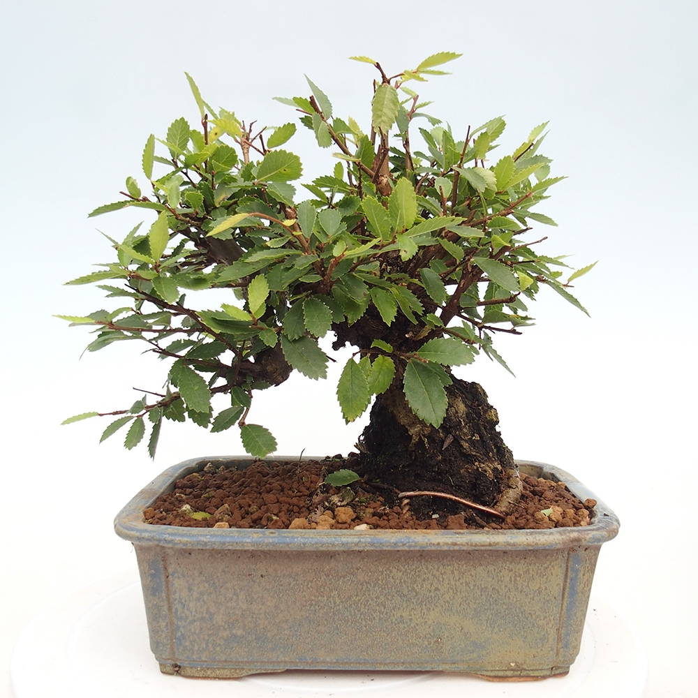 Bonsai für draußen - Zelkova - Zelkova NIRE