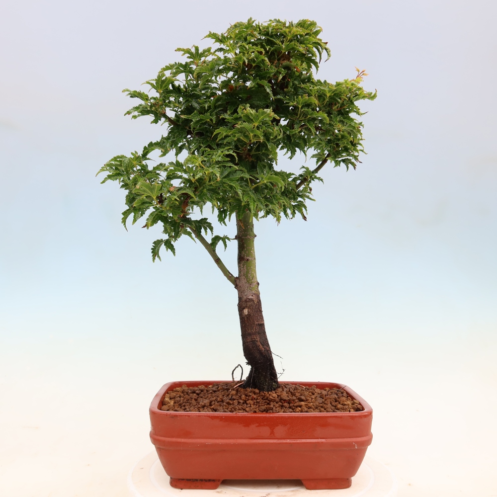 Bonsai für draußen -Javor-Palme Acer palmatum Shishigashira