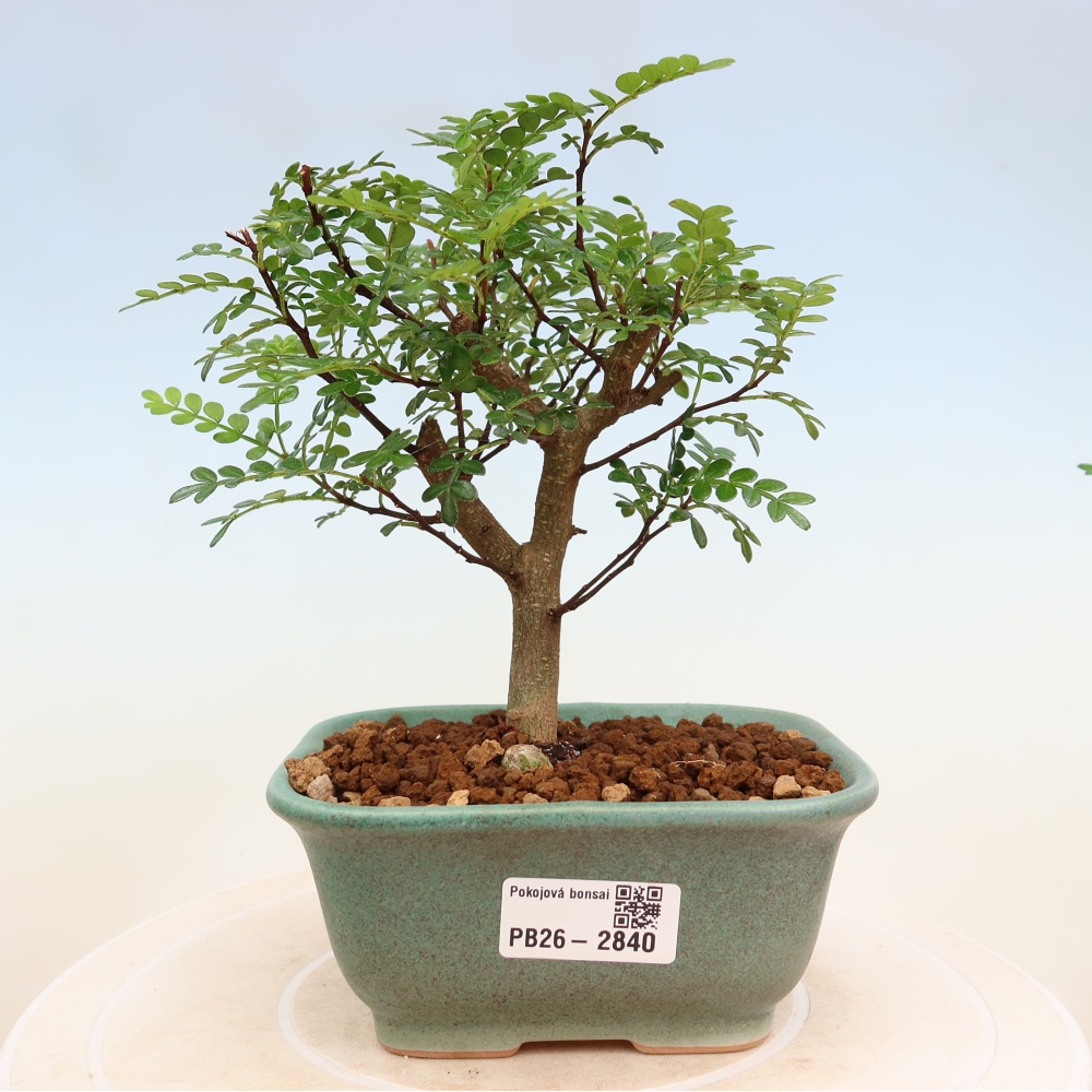 Zimmer Bonsai - Zantoxylum piperitum - Pfefferbaum