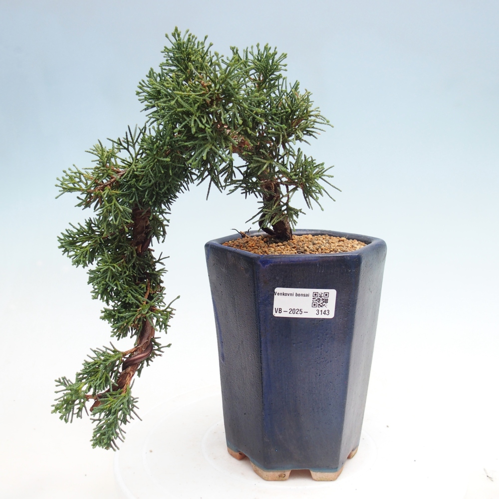 Bonsai für draußen - Juniperus chinensis Kishu