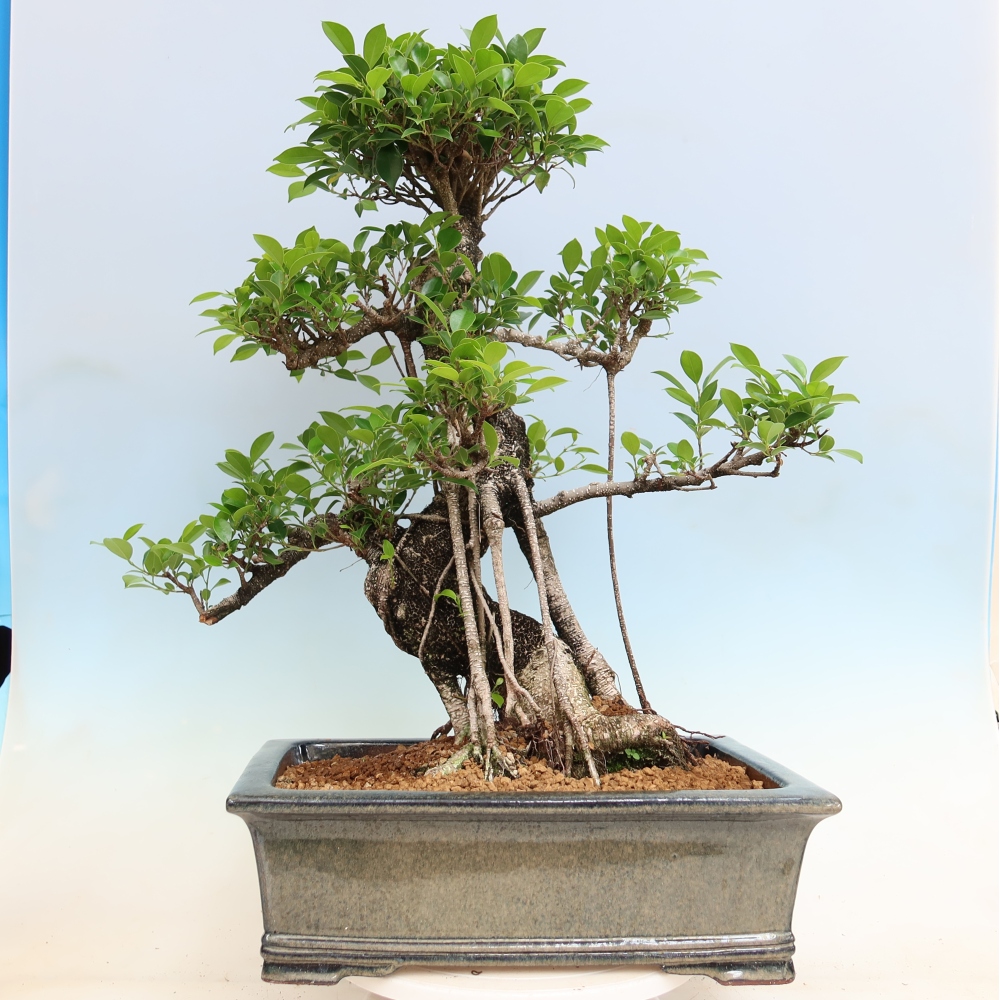 Zimmerbonsai - Ficus kimmen - Kleinblättriger Ficus