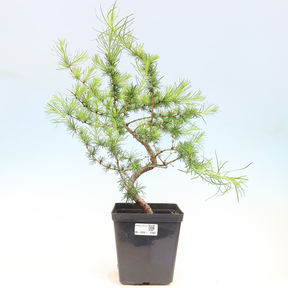 Bonsai für draußen -Larix decidua - Lärche