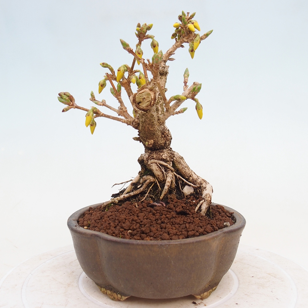 Bonsai für draußen - Zlatice - Forsythia intermedia