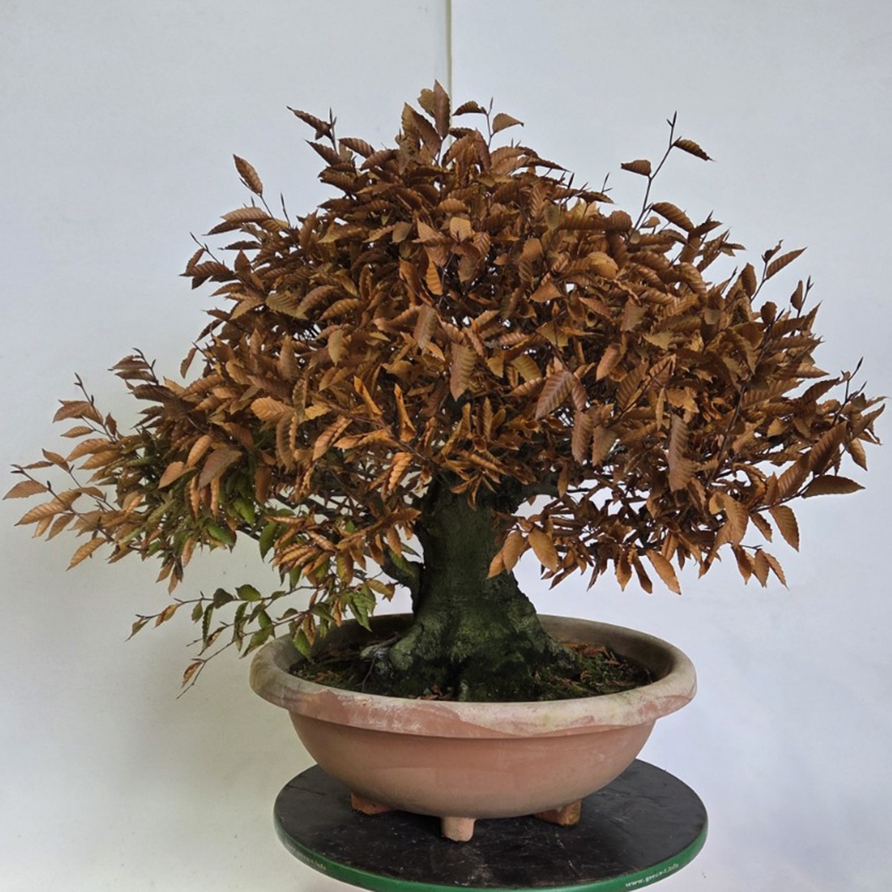 Bonsai für draußen - Fagus crenata