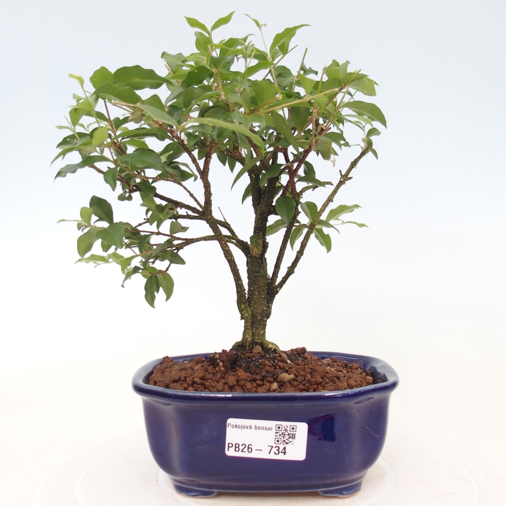 Zimmer Bonsai - Malpighia coccigera- Barbdor Kirsche