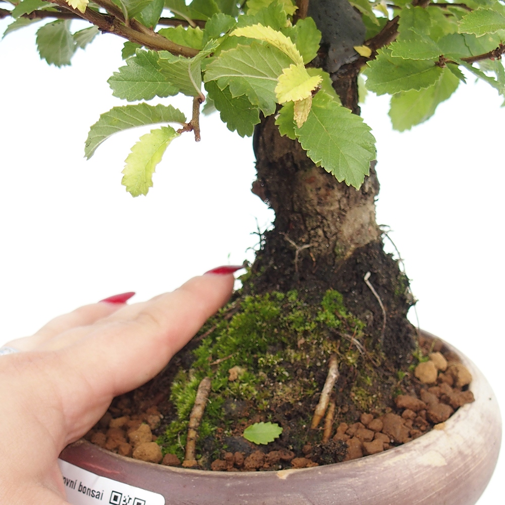 Bonsai für draußen - Zelkova - Zelkova NIRE