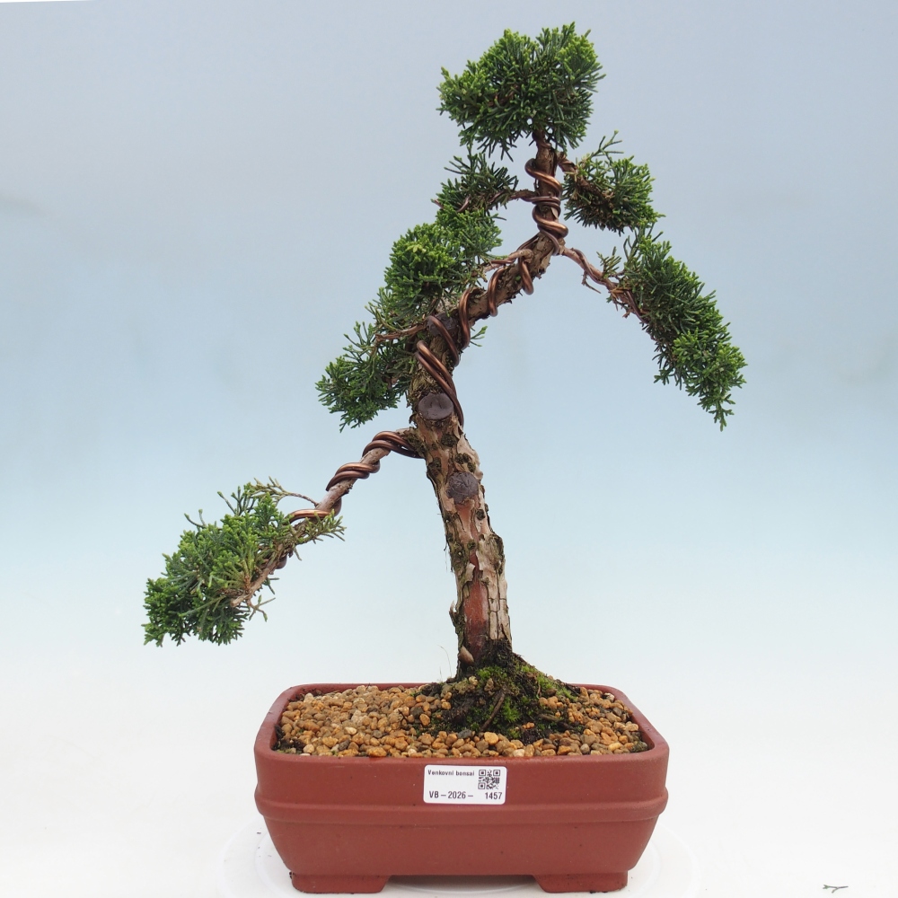 Bonsai für draußen - Juniperus chinensis Kishu