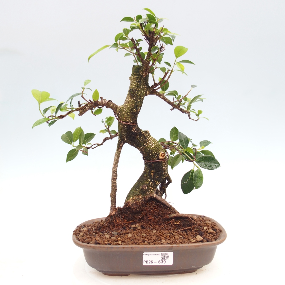 Zimmerbonsai - Ficus kimmen - Kleinblättriger Ficus