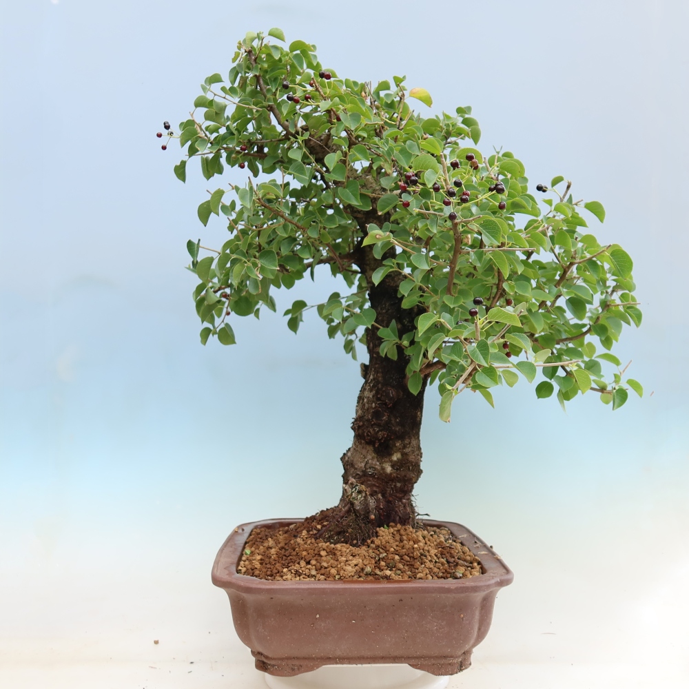 Bonsai für draußen - Mahalebka - Prunus mahaleb