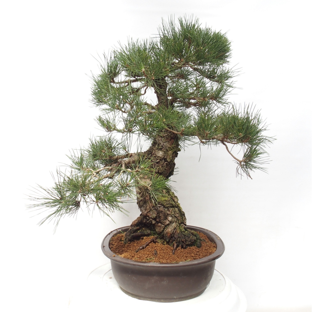 Bonsai für draußen - Pinus thunbergii - Thunberg-Kiefer