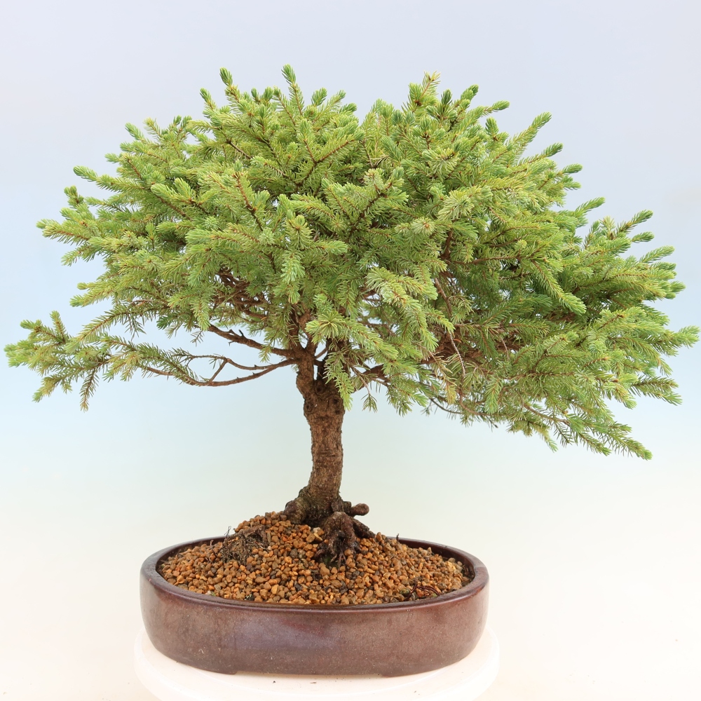 Bonsai für den Außenbereich – Picea glauca Echiniformis – Graufichte