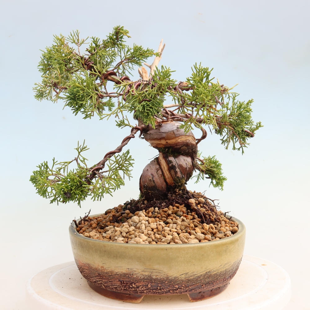 Bonsai für draußen - Juniperus chinensis Itoigawa-Juniperus chinensis