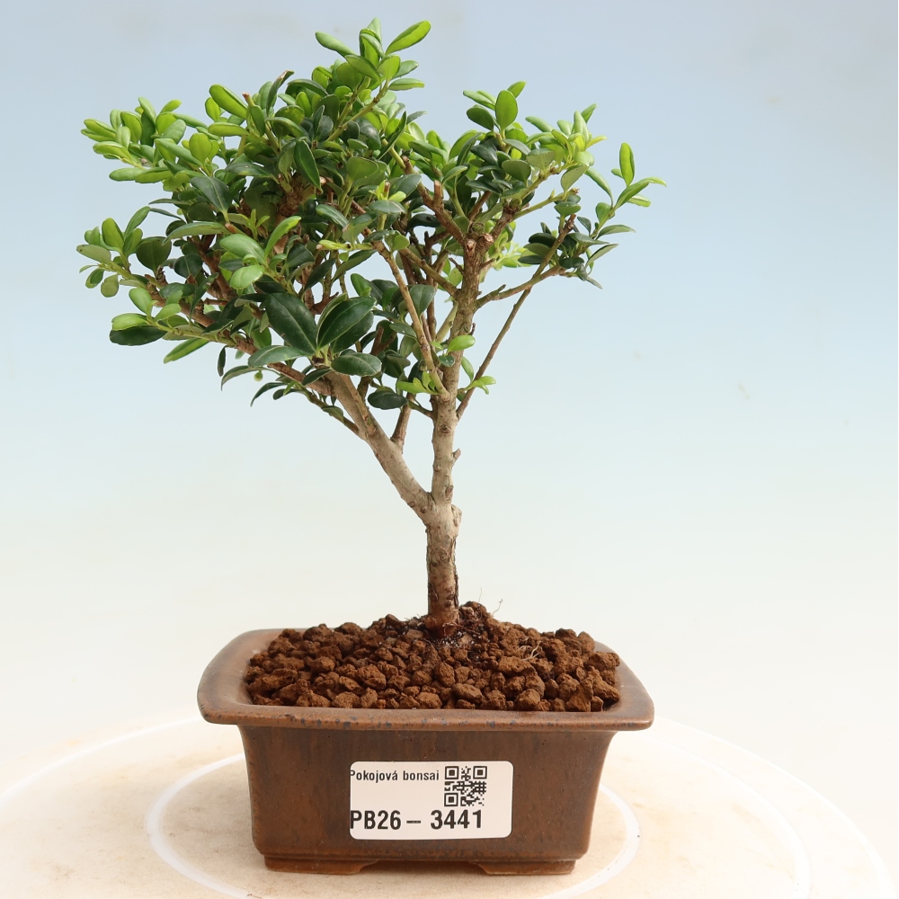 Zimmer Bonsai - Ilex crenata - Stechpalme