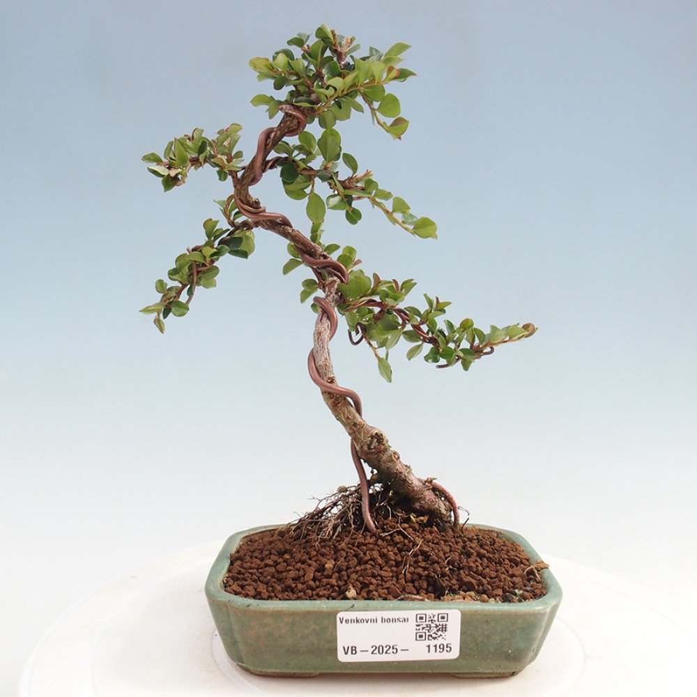 Freiland-Bonsai-Cotoneaster horizontalis - Rocky Mountain