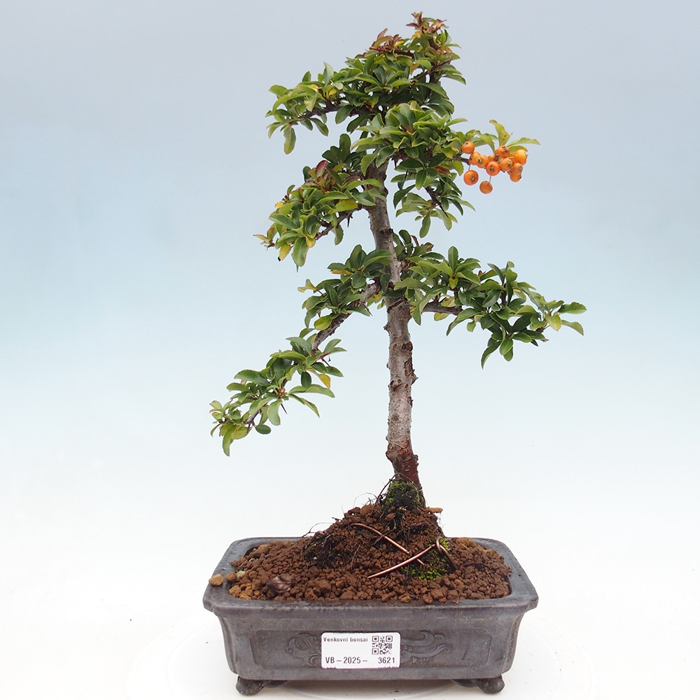 Freiland-Bonsai-Pyracantha Teton -Hlox