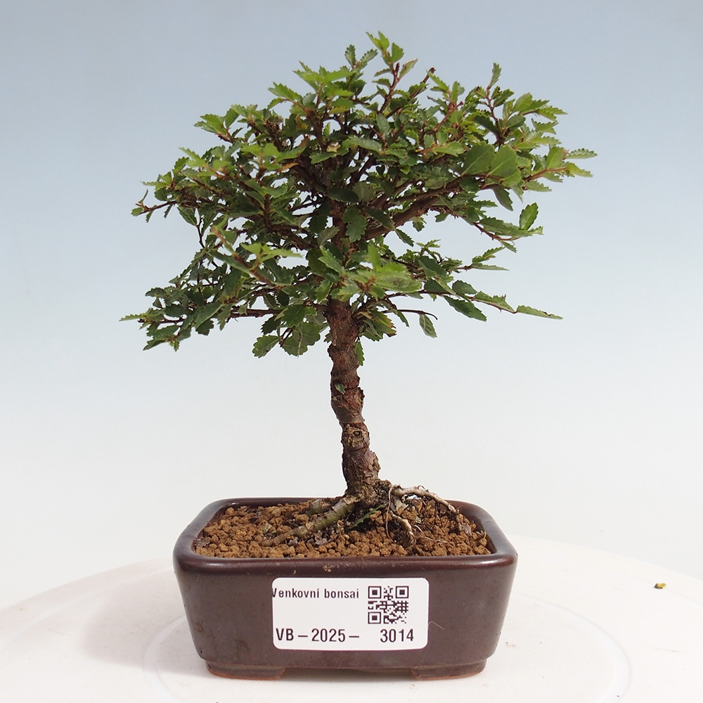 Bonsai für draußen - Ulmus parvifolia Sagei - Kleinblättrige Ulme