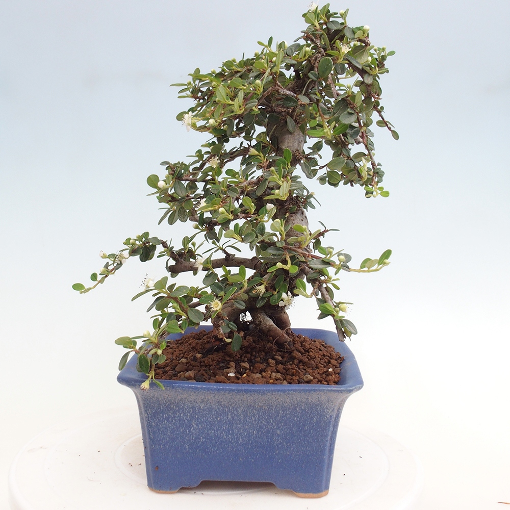 Freiland-Bonsai-Cotoneaster dammeri - Damer's Rock