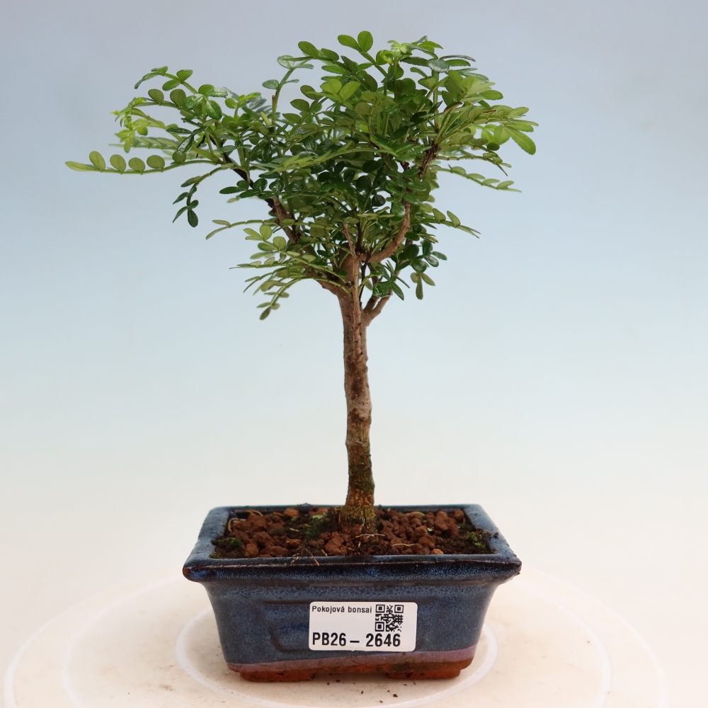 Zimmer Bonsai - Zantoxylum piperitum - Pfefferbaum