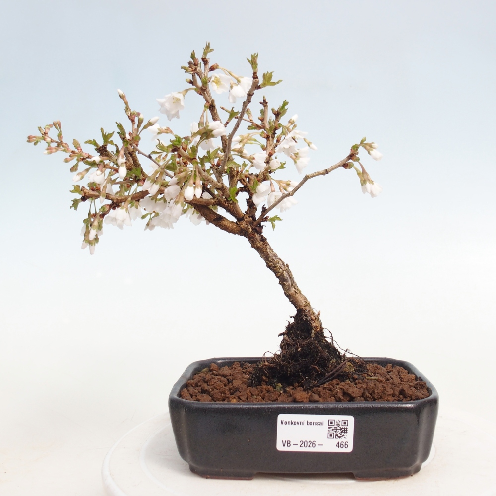 Bonsai für draußen - Prunus incisa Kojou-no mai-Plivon ausgeschnitten
