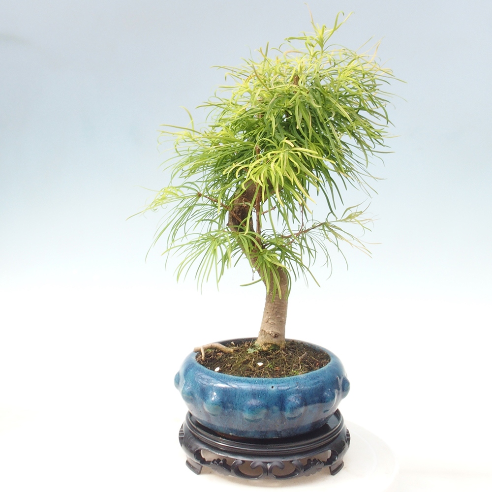 Kunststoff-Bonsai-Tisch rund 21 x 21 x 5 cm, schwarz