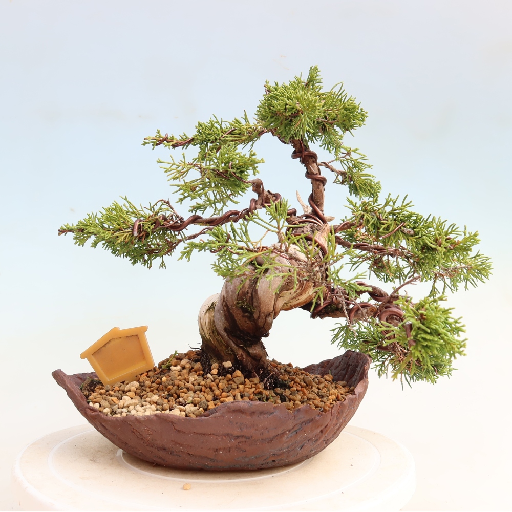 Bonsai für draußen - Juniperus chinensis Itoigawa-Juniperus chinensis