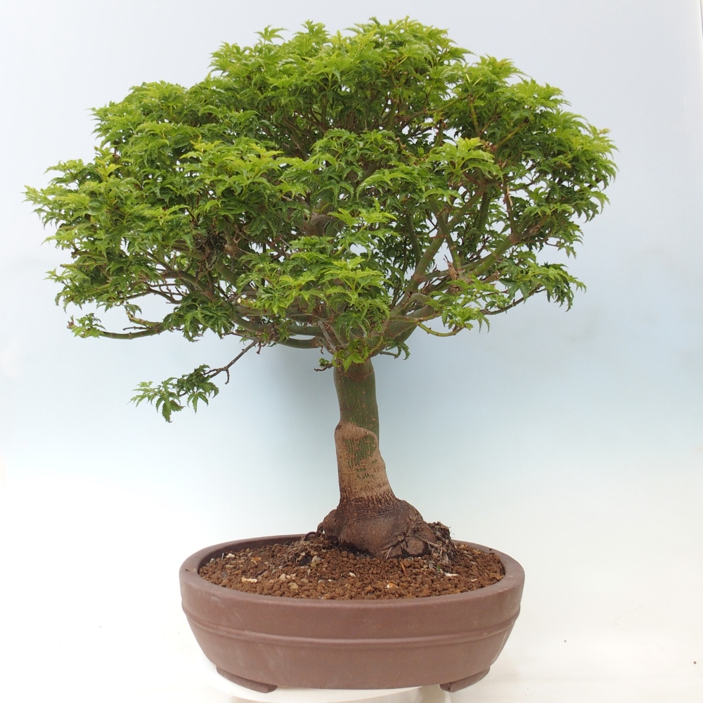 Bonsai für draußen -Javor-Palme Acer palmatum Shishigashira