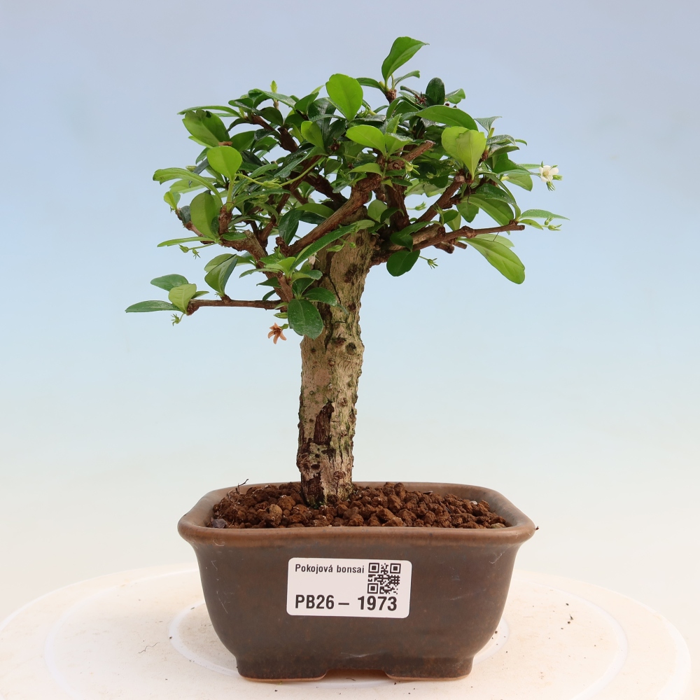 Zimmer-Bonsai - Carmona macrophylla - Tee-Fuki