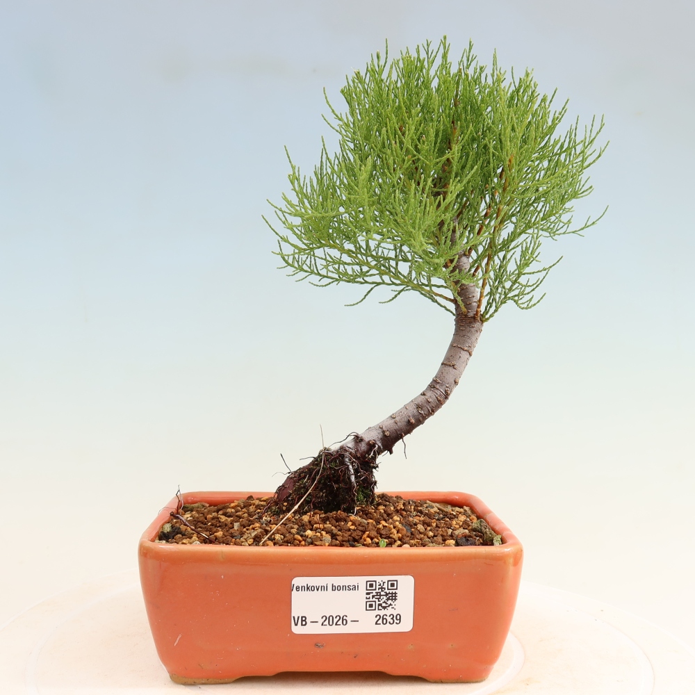 Bonsai für draußen - Tamariske - Tamarix
